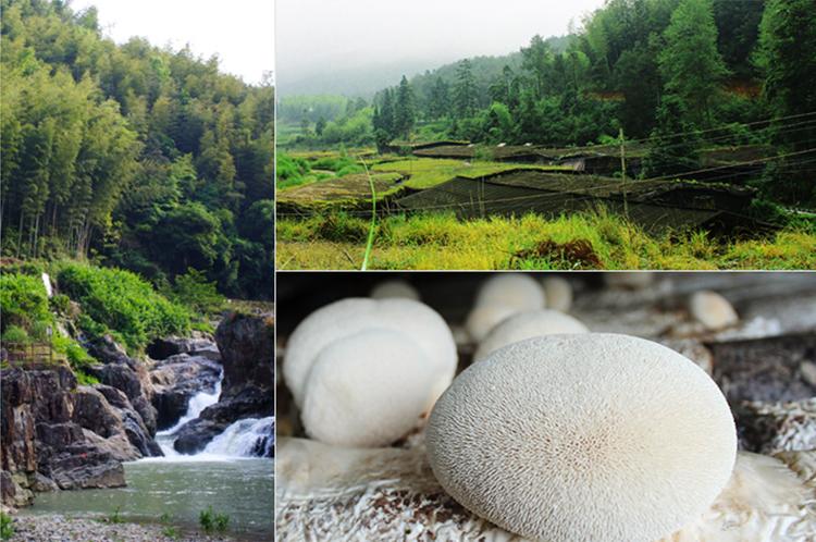 猴头菇养殖实图