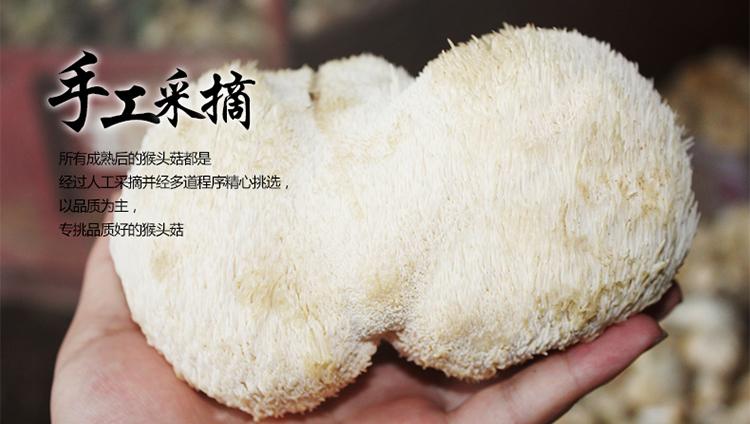 猴头菇手工采摘