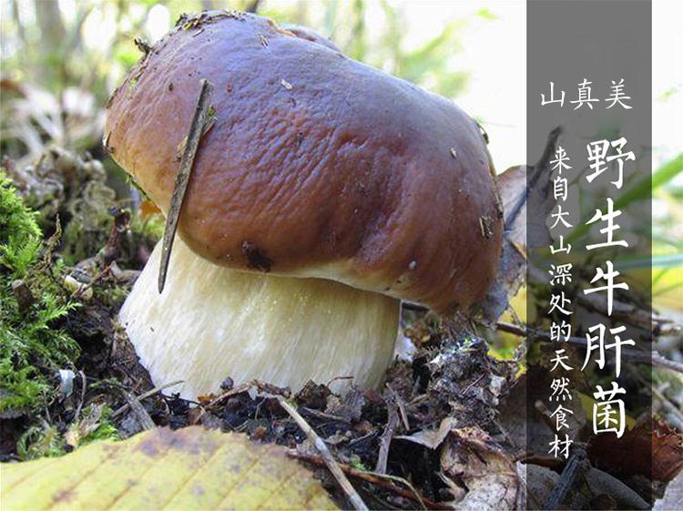 山真美野生牛肝菌
