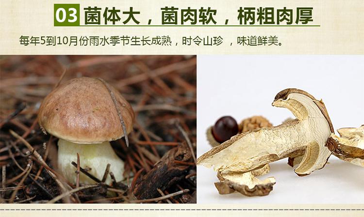 山真美牛肝菌特色：菌体大，肉软，肉厚