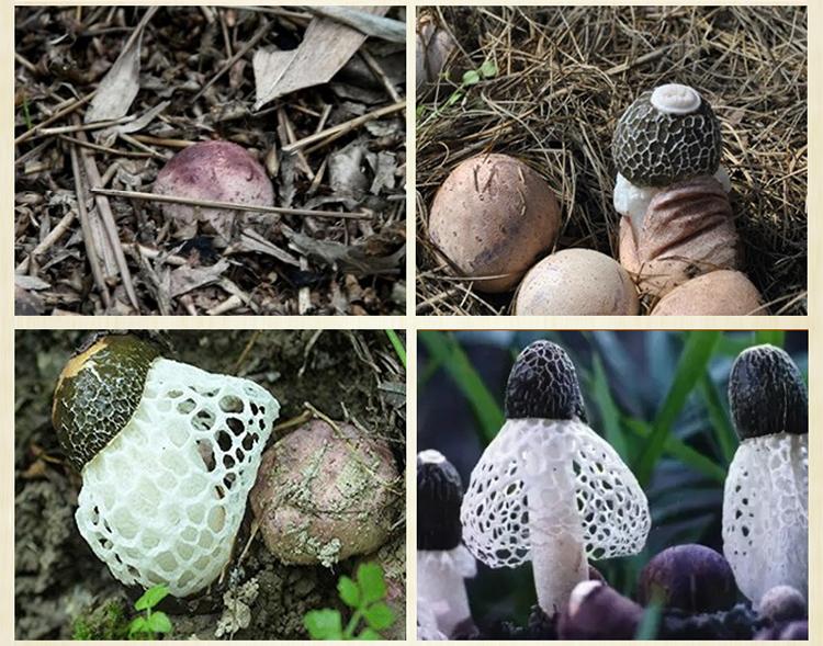 山真美竹荪实物展示图