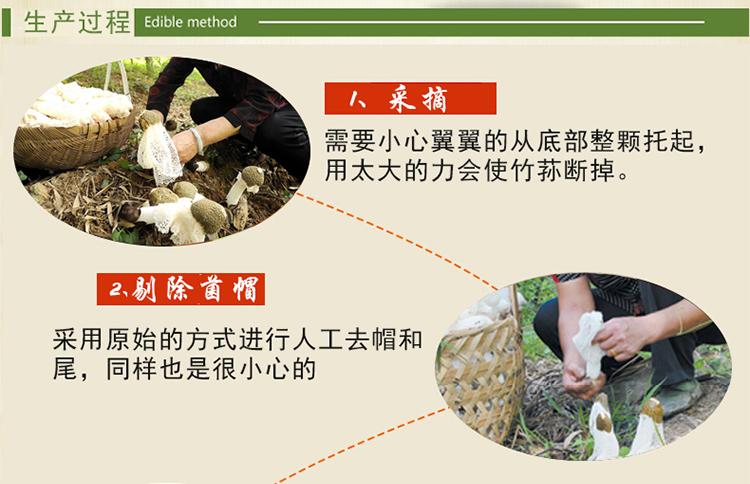 山真美竹荪生产过程，采摘，剔除首帽