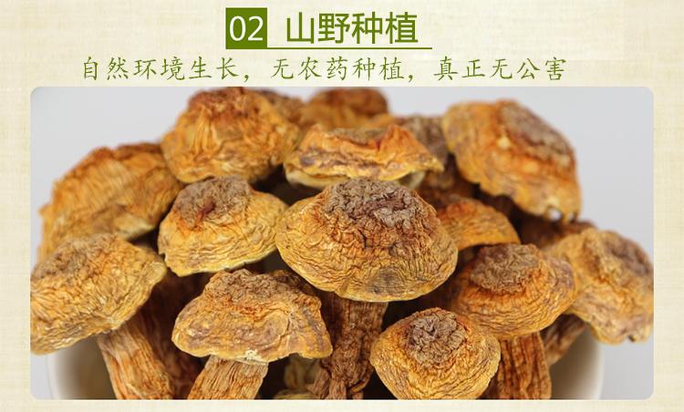 山真美姬松茸山野种植