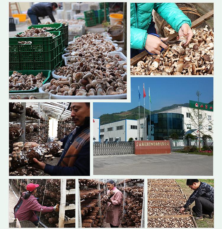 山真美香菇生产加工现场效果图