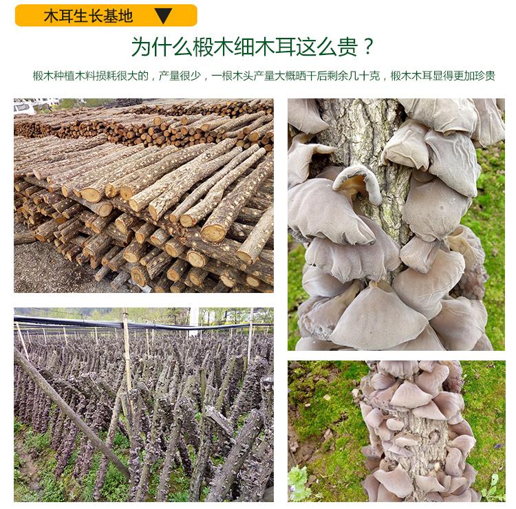 山真美椴木单片细木耳养殖现场展示